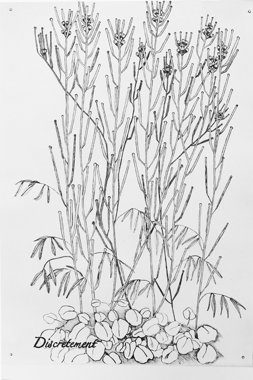 Celles-ci fleurissent aussi Celles-ci fleurissent aussi